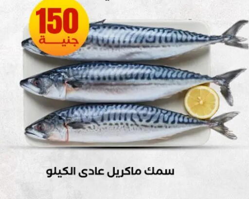 available at المحلاوي ستورز in Egypt - القاهرة