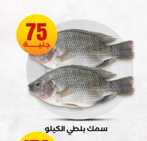 available at المحلاوي ستورز in Egypt - القاهرة