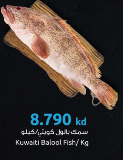 available at The Sultan Center in Kuwait - Kuwait City