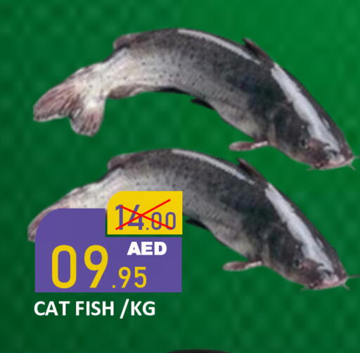available at رويال جلف هايبرماركت in الإمارات العربية المتحدة , الامارات - أبو ظبي