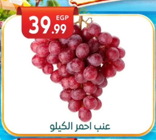 available at أولاد المحاوى in Egypt - القاهرة