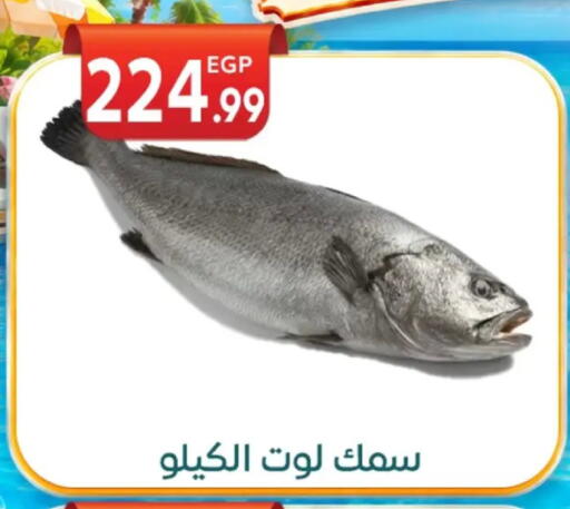 available at أولاد المحاوى in Egypt - القاهرة