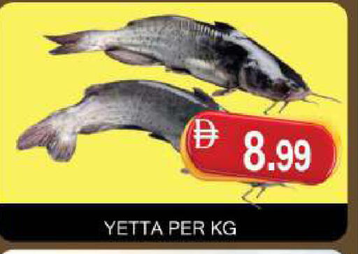 available at المدينة in الإمارات العربية المتحدة , الامارات - دبي