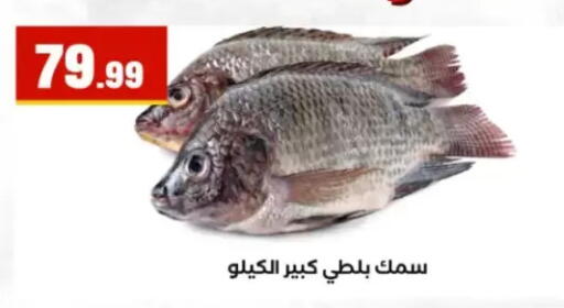available at El Mahlawy Stores in Egypt - Cairo