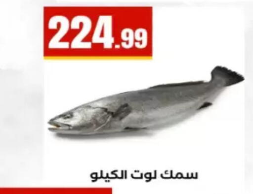 available at El Mahlawy Stores in Egypt - Cairo