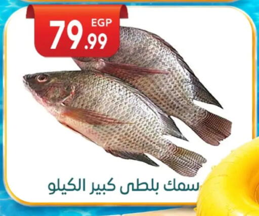 available at أولاد المحاوى in Egypt - القاهرة