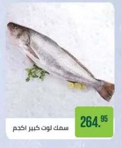 available at Seoudi Supermarket in Egypt - Cairo