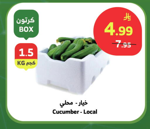 Cucumber available at الراية in مملكة العربية السعودية, السعودية, سعودية - بيشة