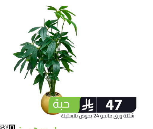 available at Family Discount in KSA, Saudi Arabia, Saudi - Riyadh