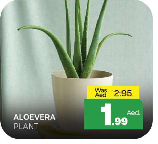 available at المدينة in الإمارات العربية المتحدة , الامارات - الشارقة / عجمان