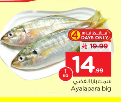available at نستو in مملكة العربية السعودية, السعودية, سعودية - بريدة