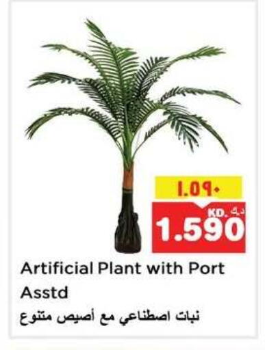 available at نستو هايبر ماركت in الكويت - مدينة الكويت