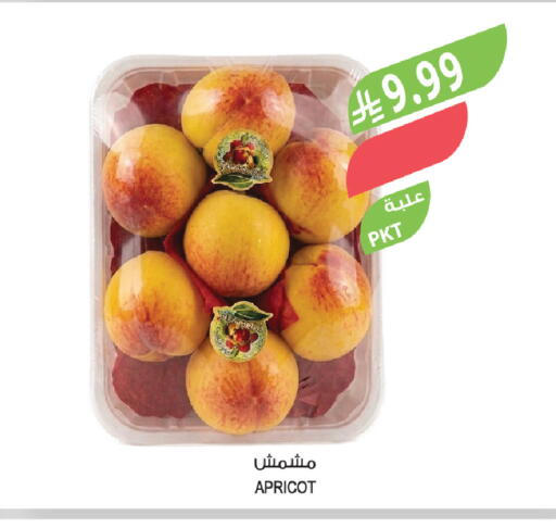 Apricot available at المزرعة in مملكة العربية السعودية, السعودية, سعودية - سيهات
