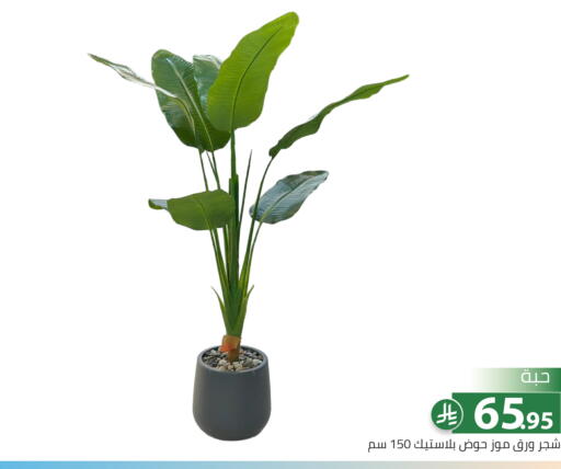 available at Family Discount in KSA, Saudi Arabia, Saudi - Riyadh
