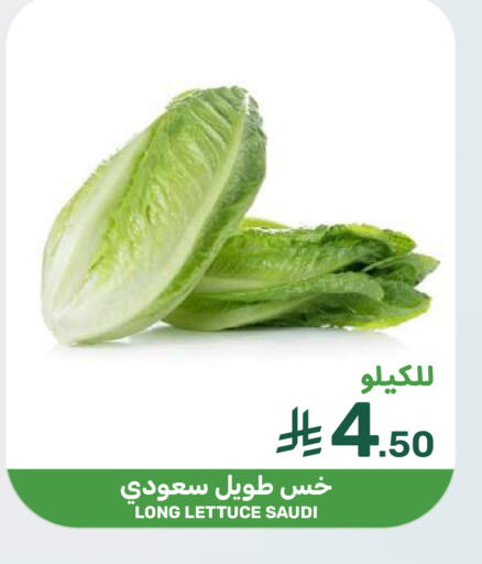 Lettuce from Saudi Arabia available at  مـزايــا in مملكة العربية السعودية, السعودية, سعودية - سيهات