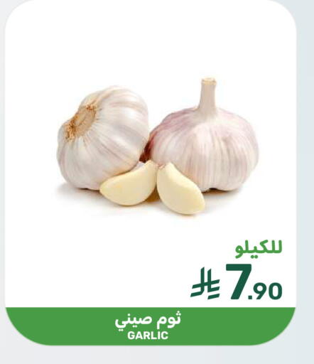 Garlic available at  مـزايــا in مملكة العربية السعودية, السعودية, سعودية - سيهات