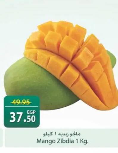 Mango available at سبينس in Egypt - القاهرة