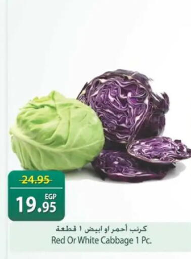 Cabbage available at سبينس in Egypt - القاهرة