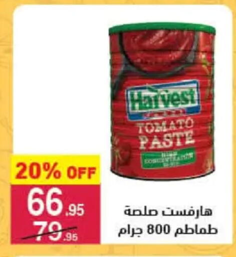 Tomato available at محمود الفار in Egypt - القاهرة