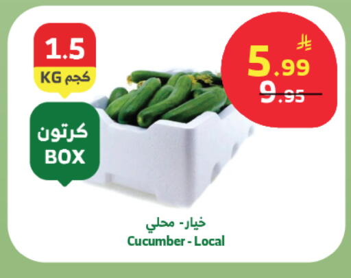 Cucumber available at Al Raya in KSA, Saudi Arabia, Saudi - Jeddah
