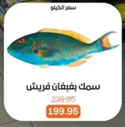 available at بيت الجملة in Egypt - القاهرة