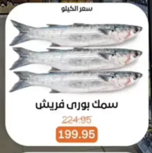 available at بيت الجملة in Egypt - القاهرة