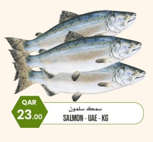 available at البلدي اليوم in قطر - الريان