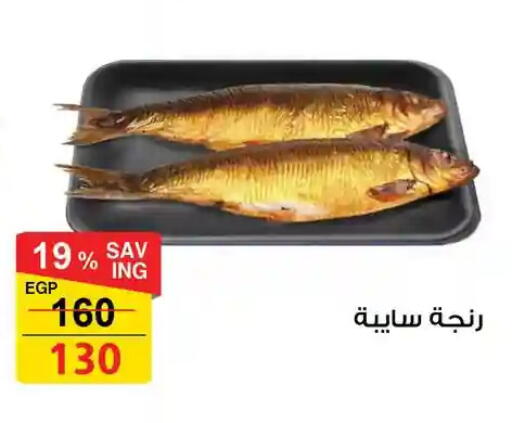 available at فتح الله in Egypt - القاهرة