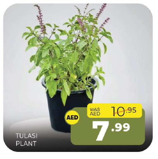 available at Al Madina  in UAE - Sharjah / Ajman