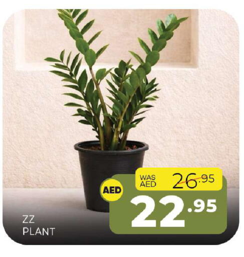 available at Al Madina  in UAE - Sharjah / Ajman