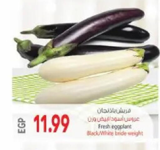 Eggplant available at El.Husseini supermarket  in Egypt - Cairo