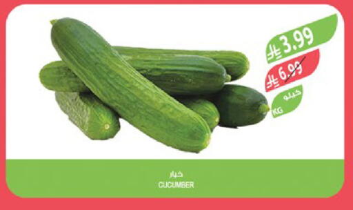Cucumber available at Farm  in KSA, Saudi Arabia, Saudi - Tabuk