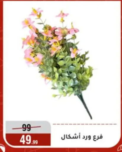 available at المرشدي in Egypt - القاهرة