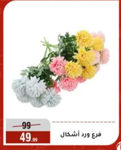 available at المرشدي in Egypt - القاهرة