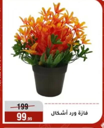available at المرشدي in Egypt - القاهرة