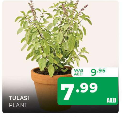 available at المدينة in الإمارات العربية المتحدة , الامارات - الشارقة / عجمان