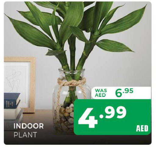 available at المدينة in الإمارات العربية المتحدة , الامارات - الشارقة / عجمان
