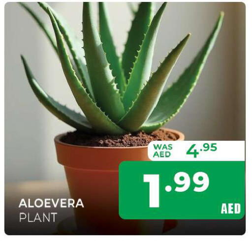 available at المدينة in الإمارات العربية المتحدة , الامارات - الشارقة / عجمان