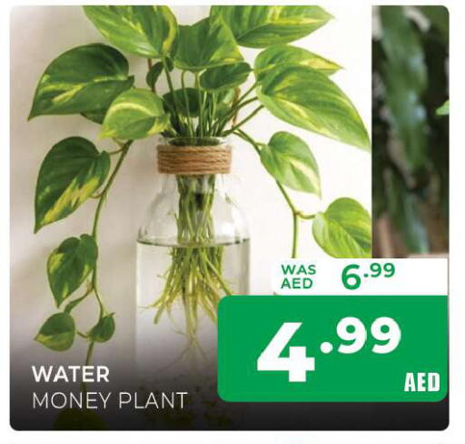available at المدينة in الإمارات العربية المتحدة , الامارات - الشارقة / عجمان