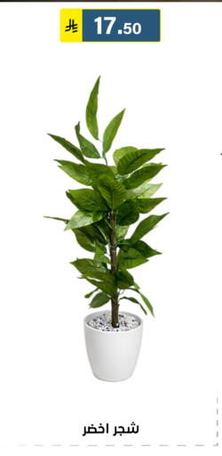 available at الحسين توب أب in مملكة العربية السعودية, السعودية, سعودية - الرياض