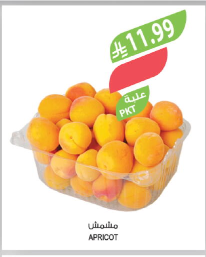 Apricot available at Farm  in KSA, Saudi Arabia, Saudi - Dammam