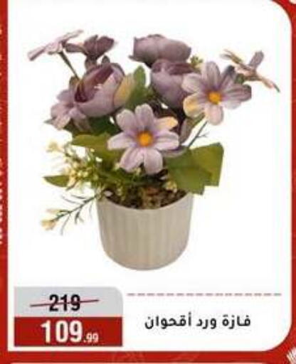 available at Al Morshedy  in Egypt - Cairo
