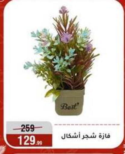 available at Al Morshedy  in Egypt - Cairo