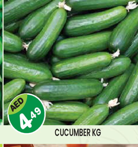 Cucumber available at سنابل بني ياس in الإمارات العربية المتحدة , الامارات - ٱلْعَيْن‎