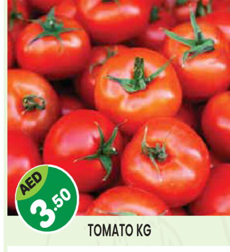 Tomato available at سنابل بني ياس in الإمارات العربية المتحدة , الامارات - ٱلْعَيْن‎