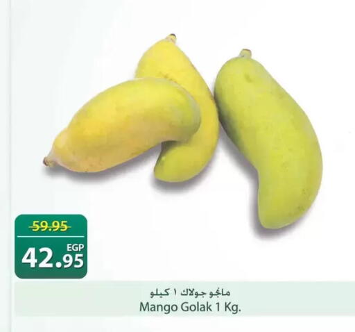 Mango available at سبينس in Egypt - القاهرة