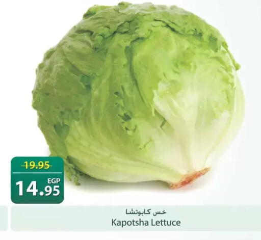 Lettuce available at سبينس in Egypt - القاهرة