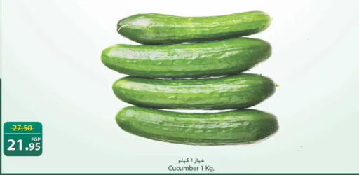 Cucumber available at سبينس in Egypt - القاهرة