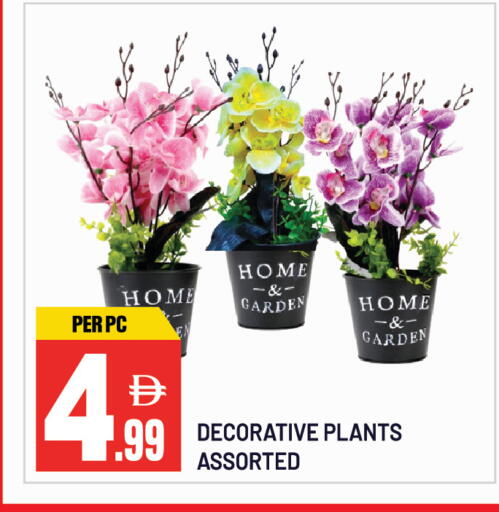 available at دريم لاند in الإمارات العربية المتحدة , الامارات - الشارقة / عجمان