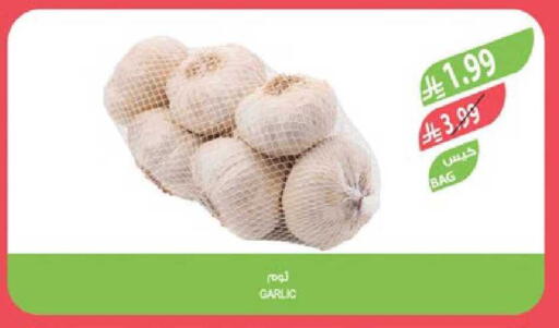Garlic available at Farm  in KSA, Saudi Arabia, Saudi - Arar